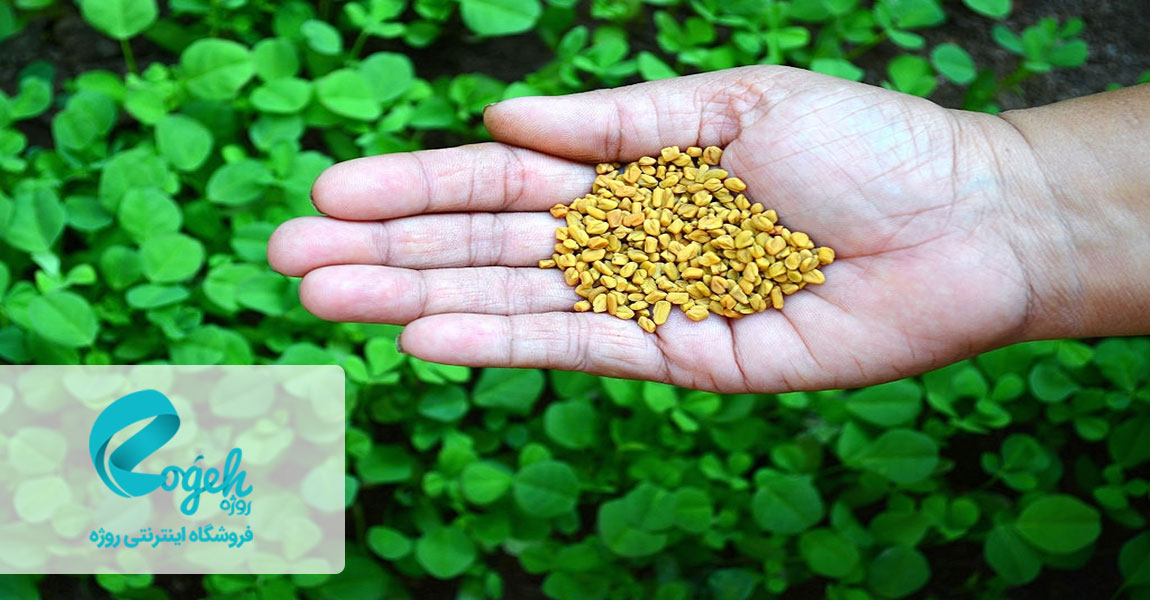 دانه شنبلیله