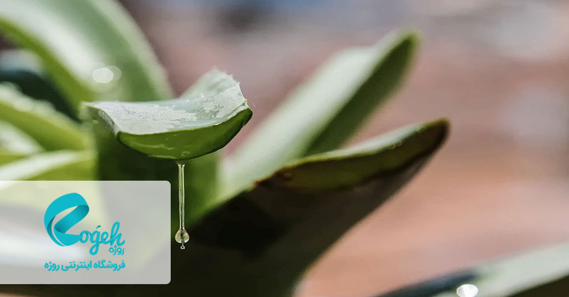 فواید آلوئه ورا برای پوست
