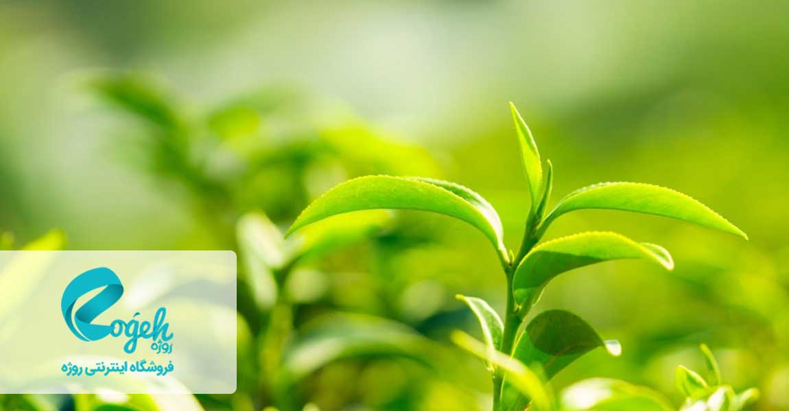 دم کردن چای