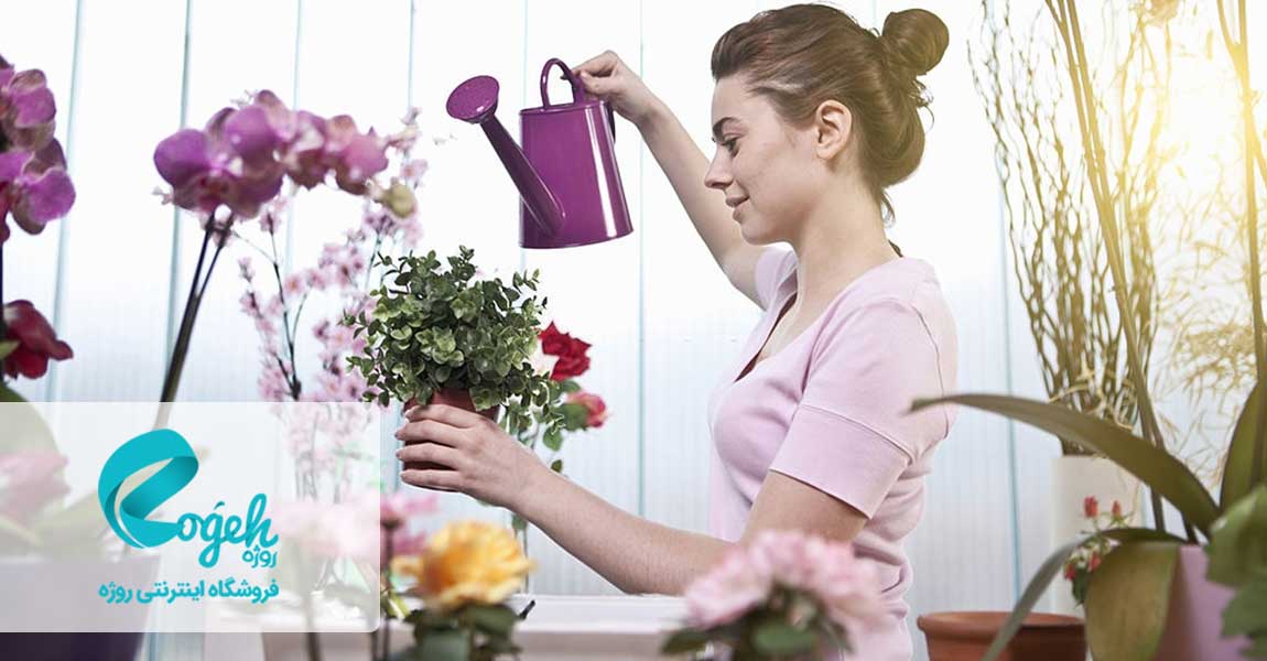 آموزش پرورش گل و گیاه آپارتمانی