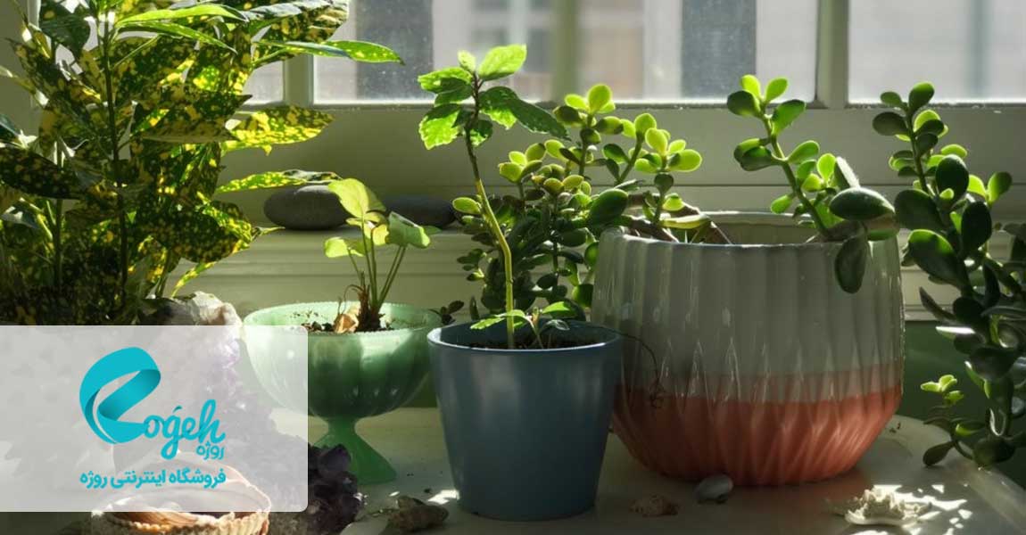 آموزش پرورش گل و گیاه آپارتمانی