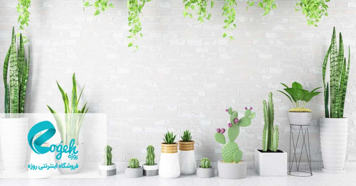 آموزش پرورش گل و گیاه آپارتمانی