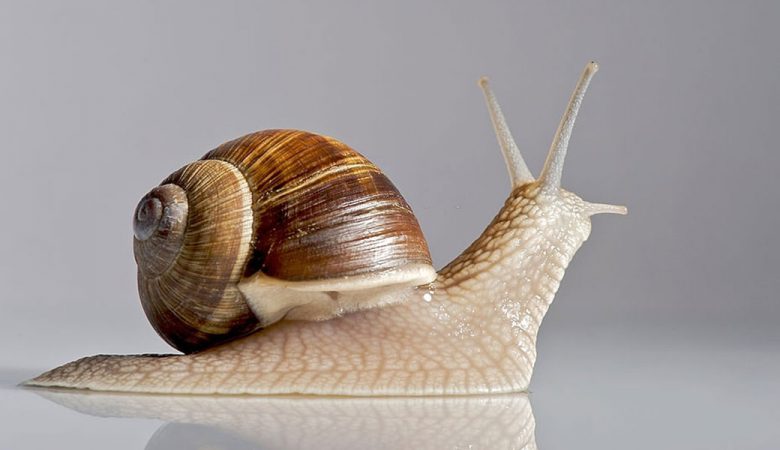 بیماری تب حلزون