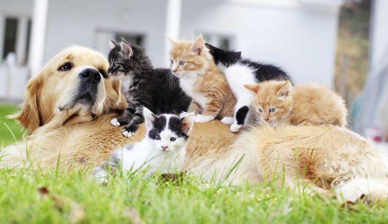 نگهداری حیوان خانگی