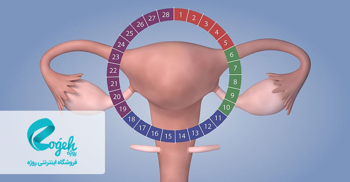 سیکل قاعدگی