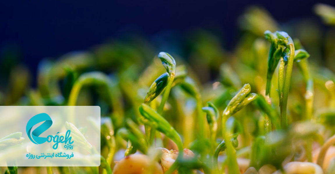 تاریخچه سفره‌ هفت سین