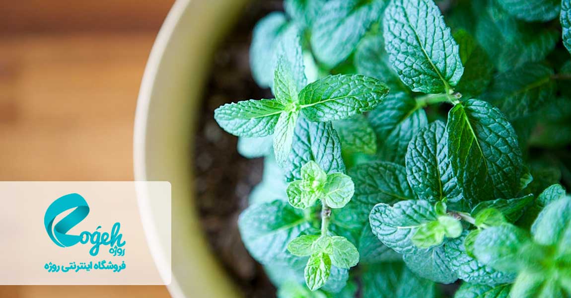 کاشت سبزی در آپارتمان