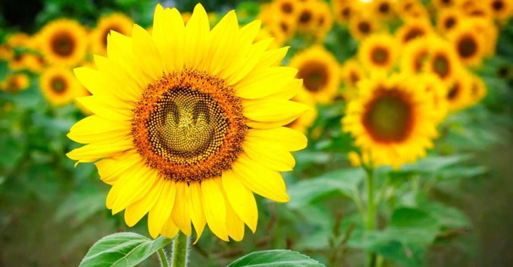خواص دانه های آفتابگردان
