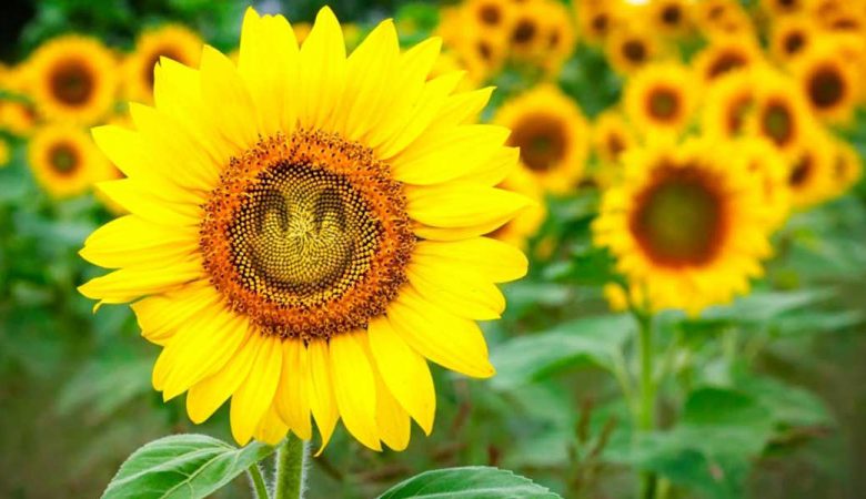 خواص دانه های آفتابگردان