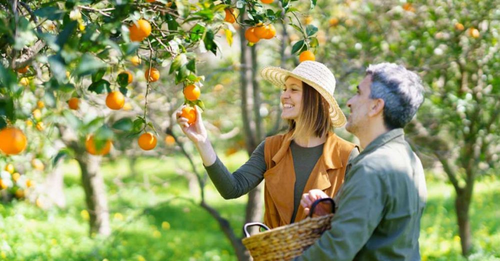 ویژگی های مواد غذایی ارگانیک