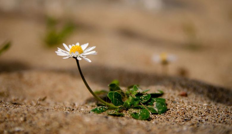 امید به زندگی