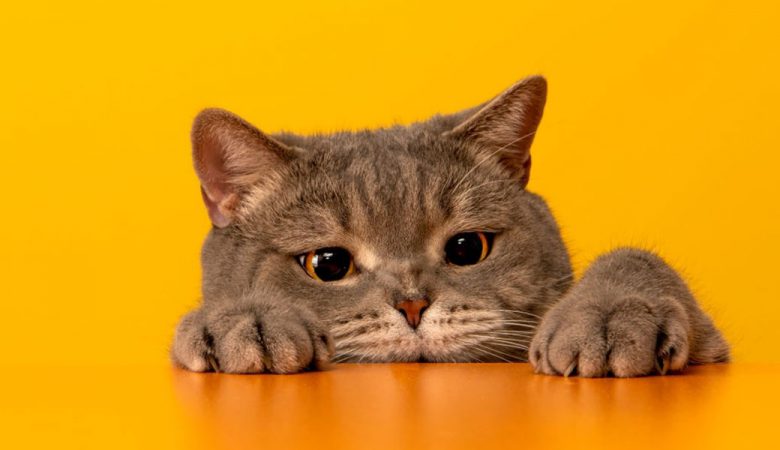 مراقبت از گربه