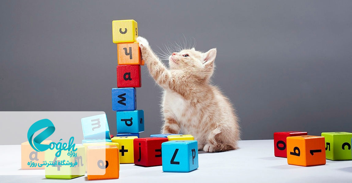 مراقبت از گربه