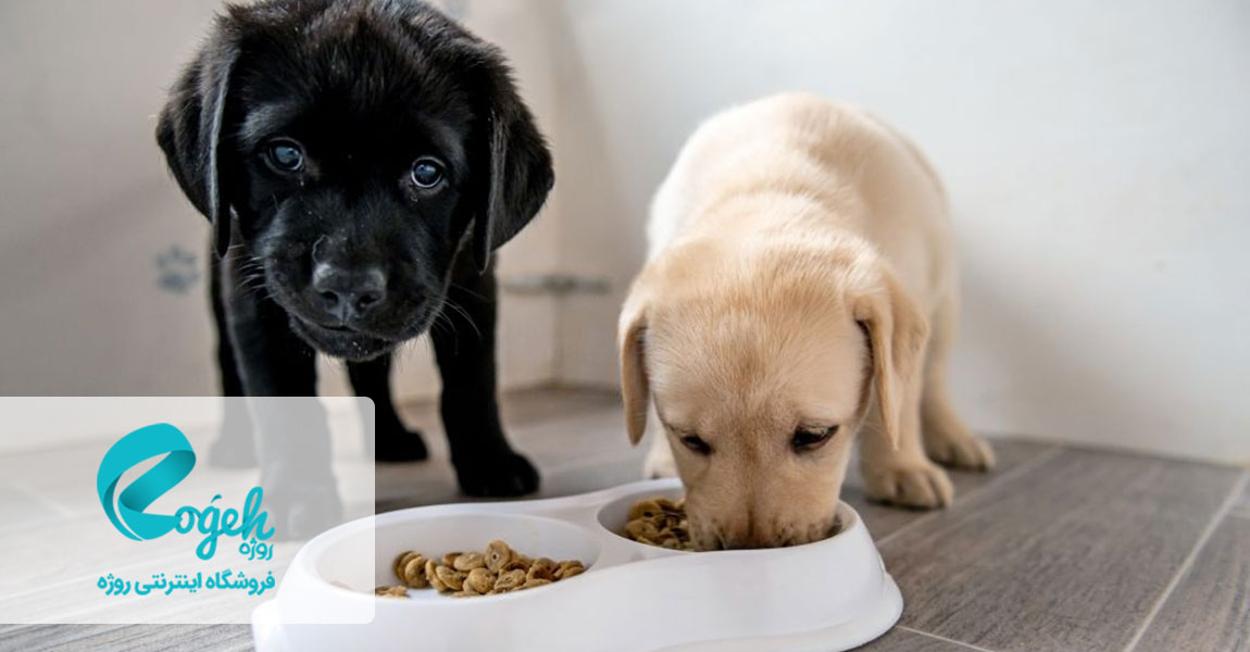 مراقبت از سگ