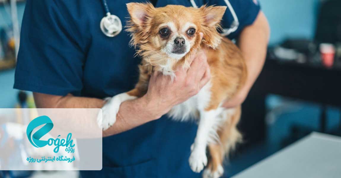 مراقبت از سگ