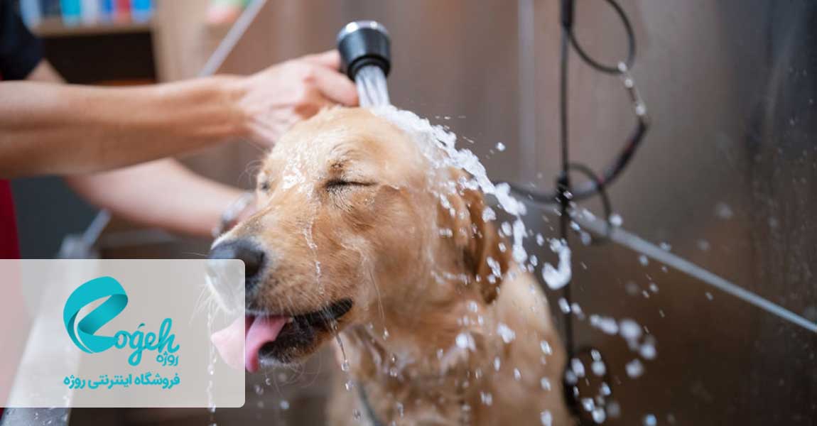 مراقبت از سگ