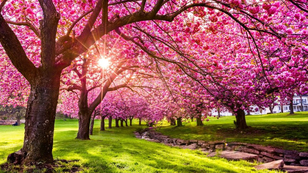 بهار چگونه به کاهش وزن کمک می‌کند؟ - روژه مگ