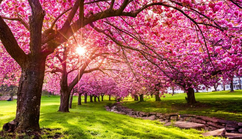 بهار چگونه به کاهش وزن کمک می‌کند؟ - روژه مگ